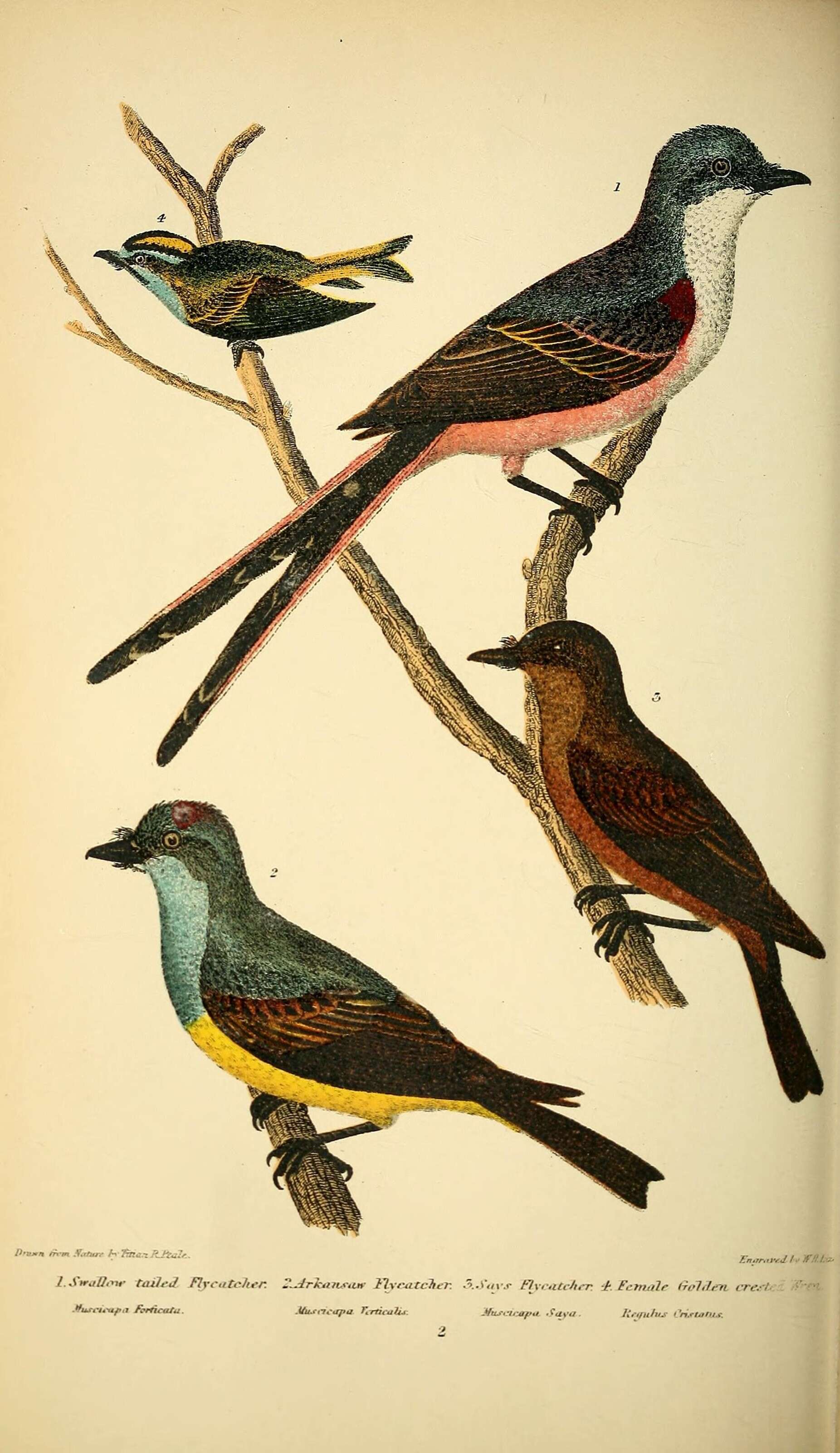 Слика од Tyrannus forficatus (Gmelin & JF 1789)