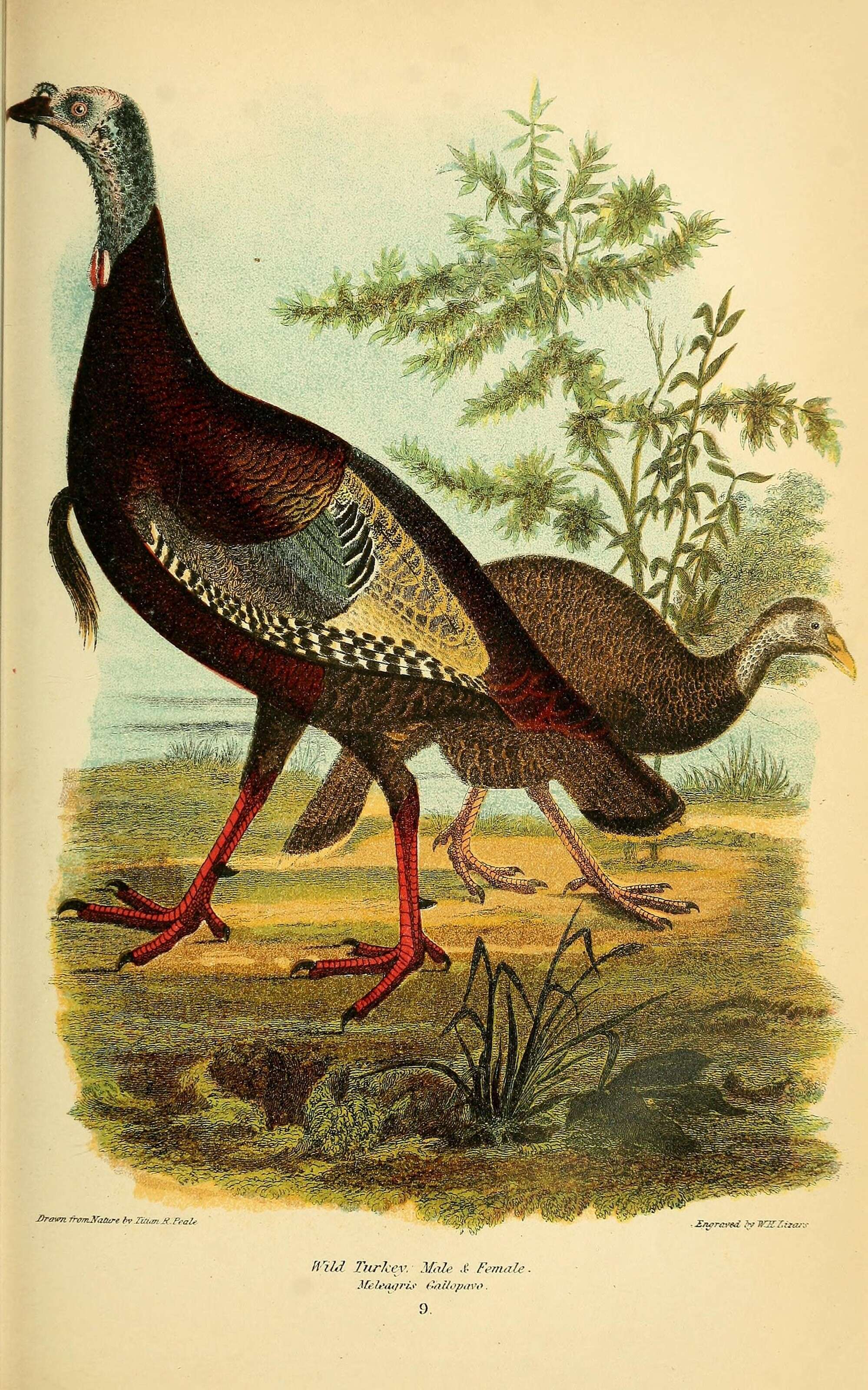 Imagem de Meleagris gallopavo Linnaeus 1758