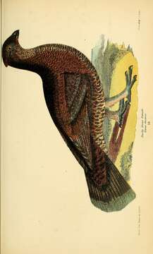 Image of Dusky Grouse