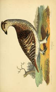 Image of Sharp-tailed Grouse