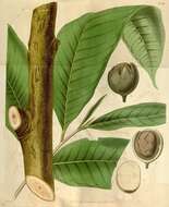 Image of fig family