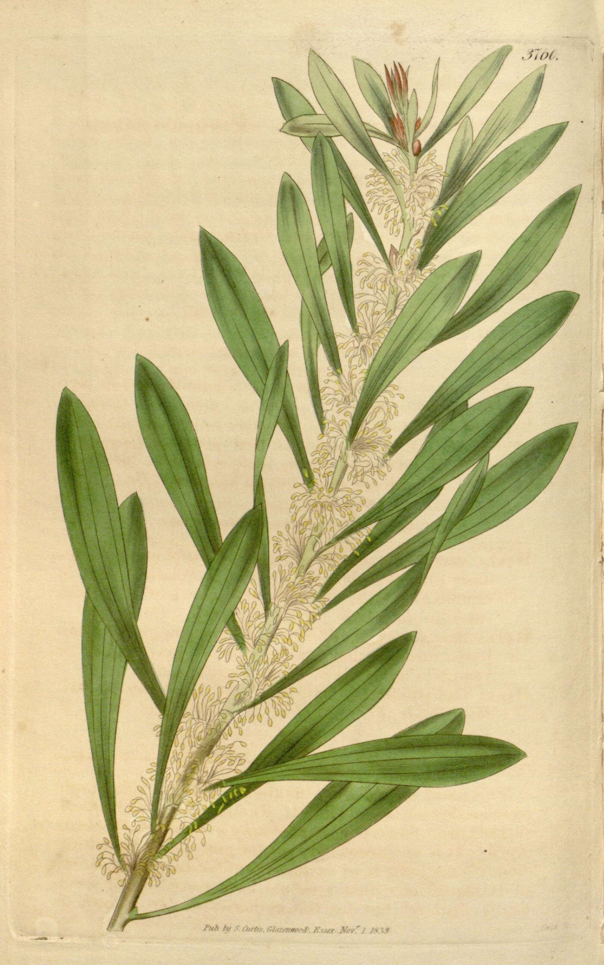 Image of Hakea dactyloides (Gaertn. fil.) Cav.