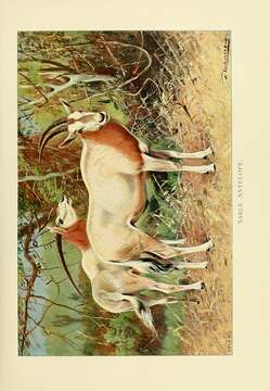 Image of Scimitar-horned Oryx