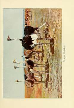 Image of ostriches