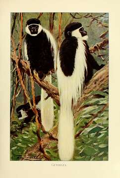 Image of Mantled Colobus