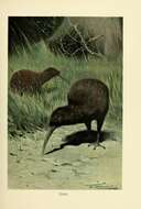 Image of Brown kiwi