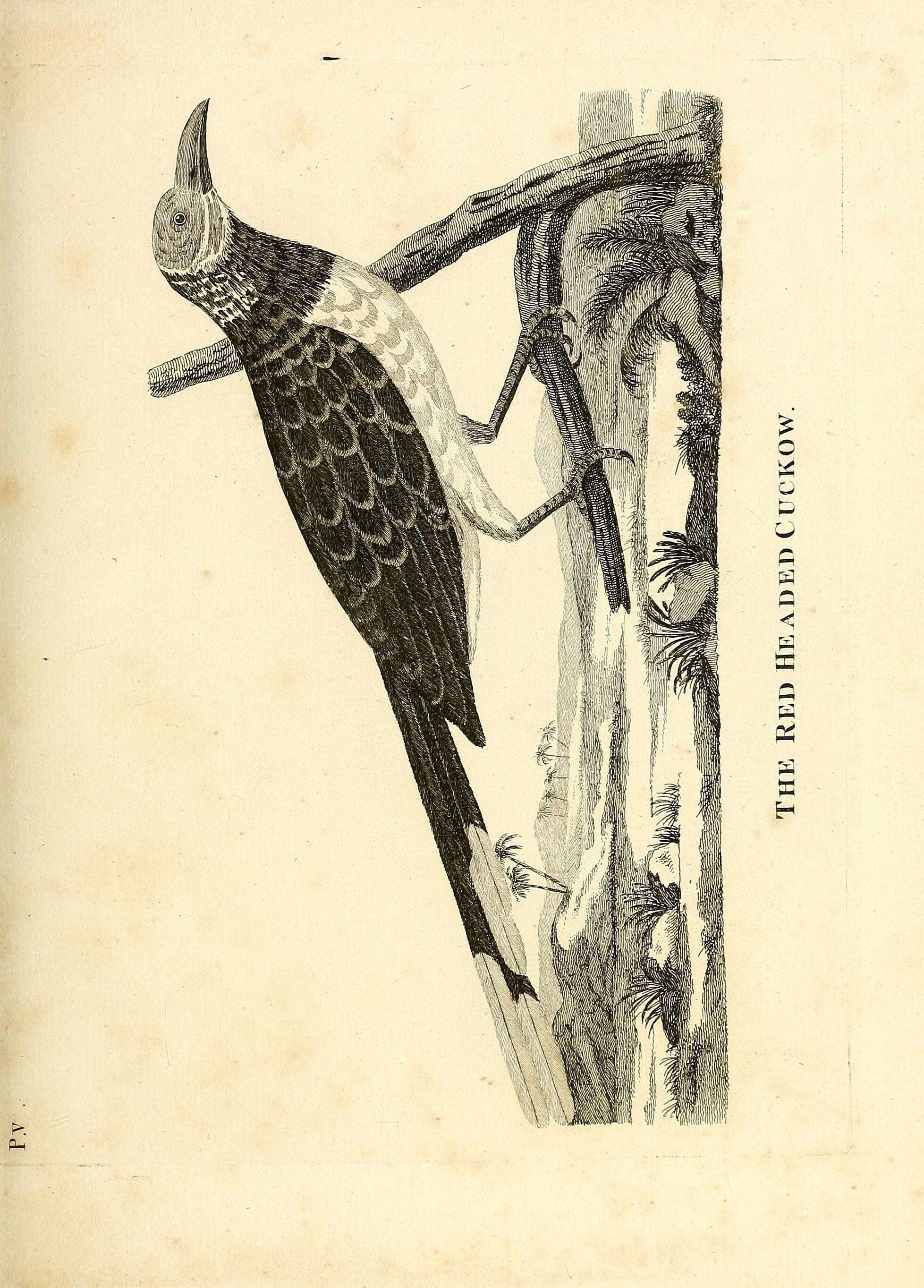 Image of Red-faced Malkoha