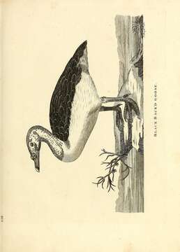 Image of Sarkidiornis Eyton 1838