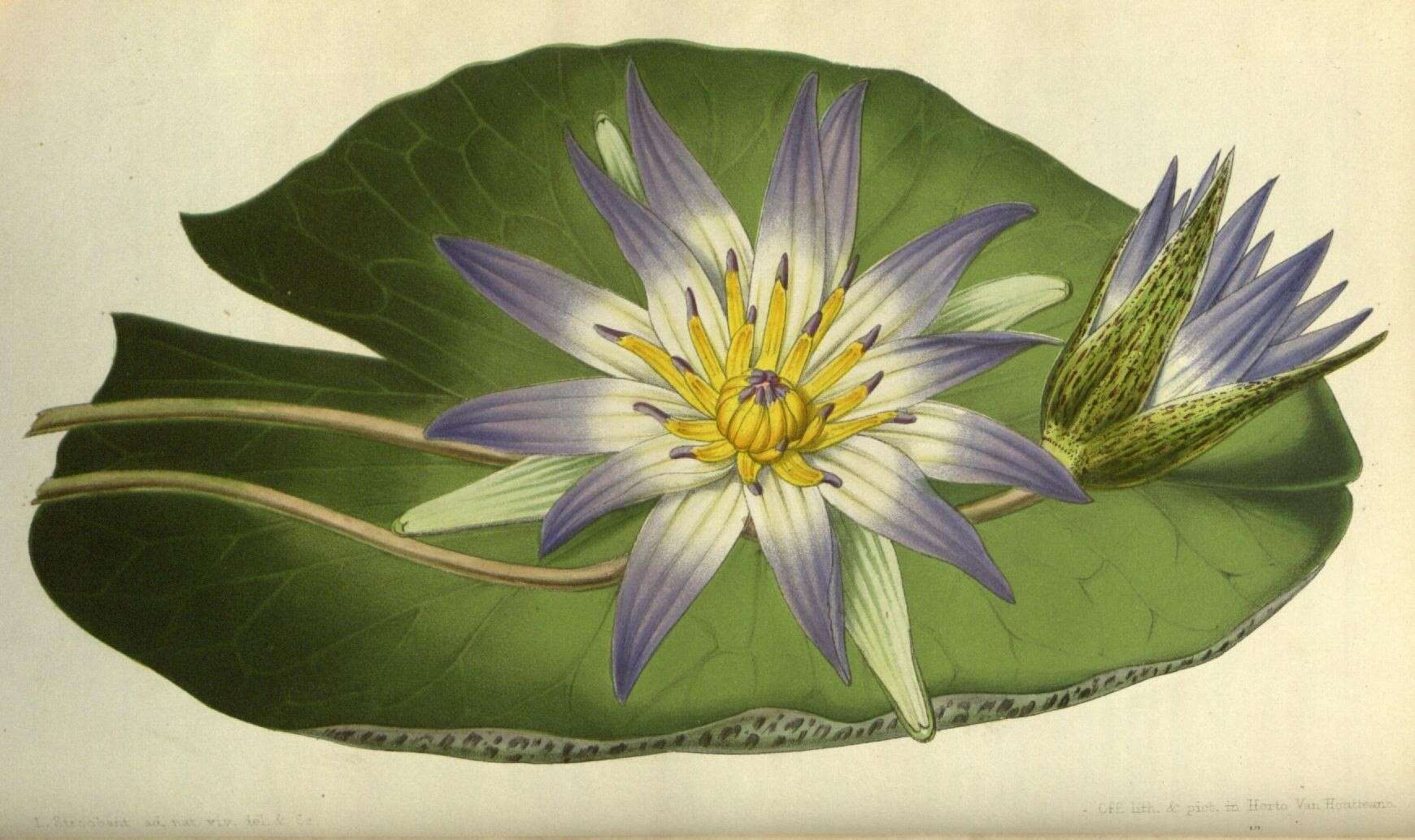 Image de Nymphaea maculata Schum. & Thonn.