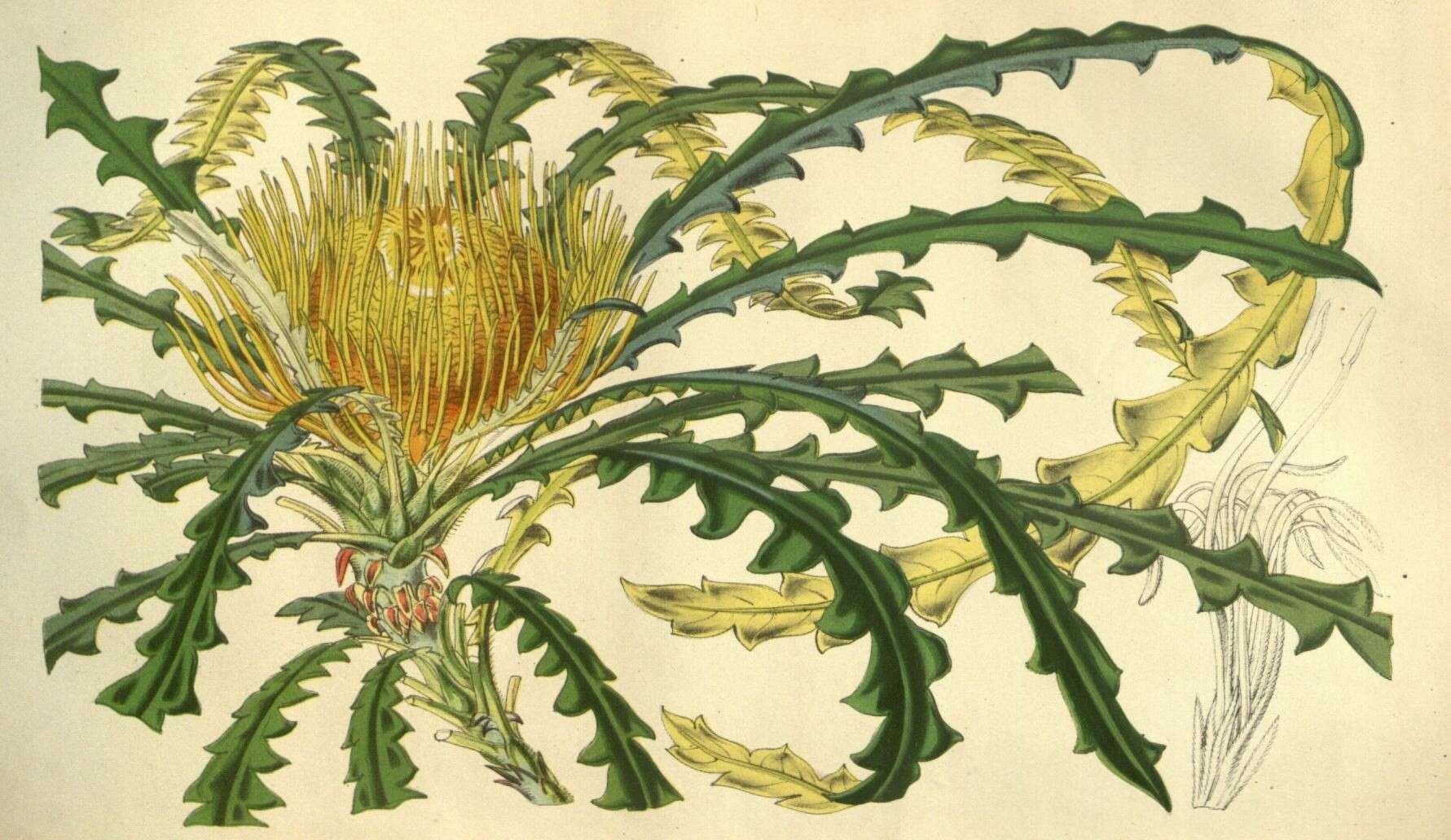 Image of Banksia nobilis subsp. nobilis