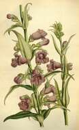 Image of gentian beardtongue