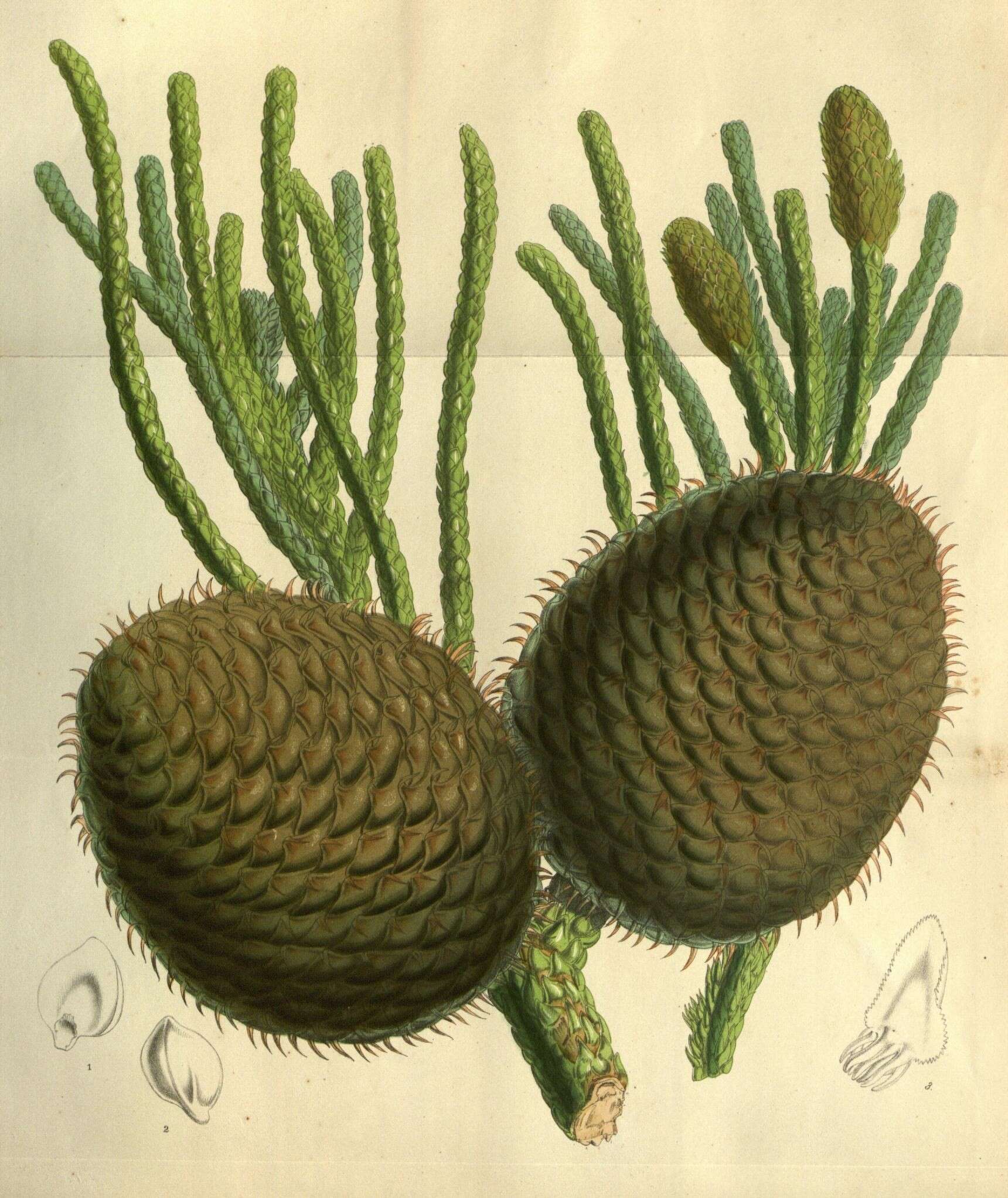 Araucaria columnaris (J. R. Forst.) Hook. resmi