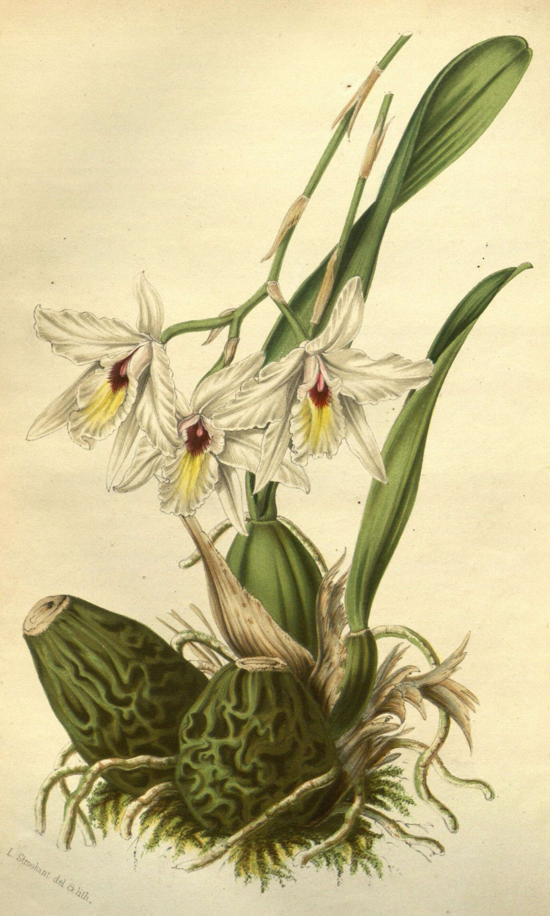 Image of pale laelia