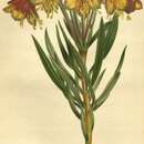 Image of Alstroemeria plantaginea Mart.