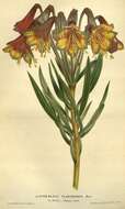 Image of Alstroemeria plantaginea Mart.