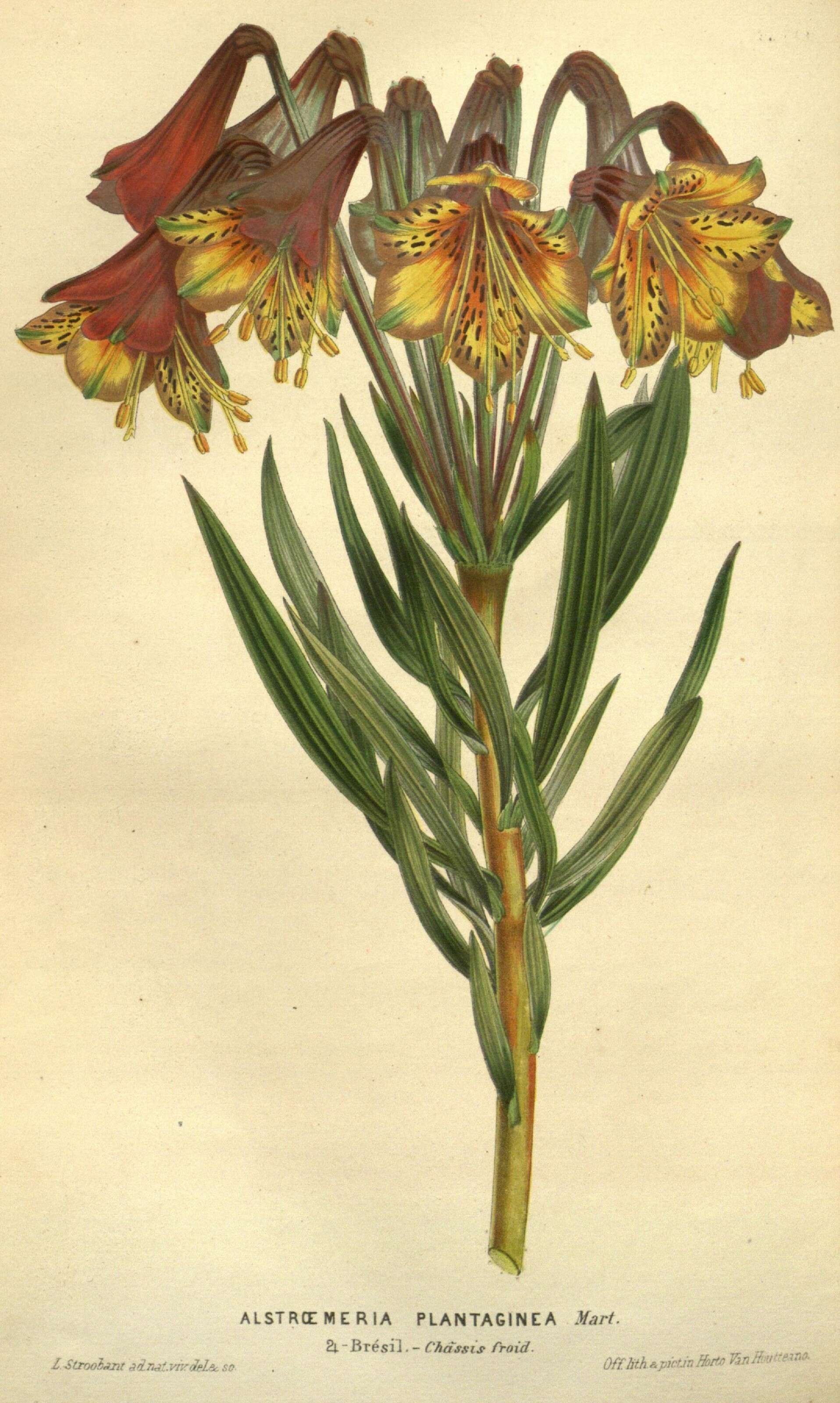 Image of Alstroemeria plantaginea Mart.