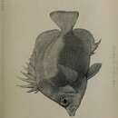 Image of Bastard Cunningfish
