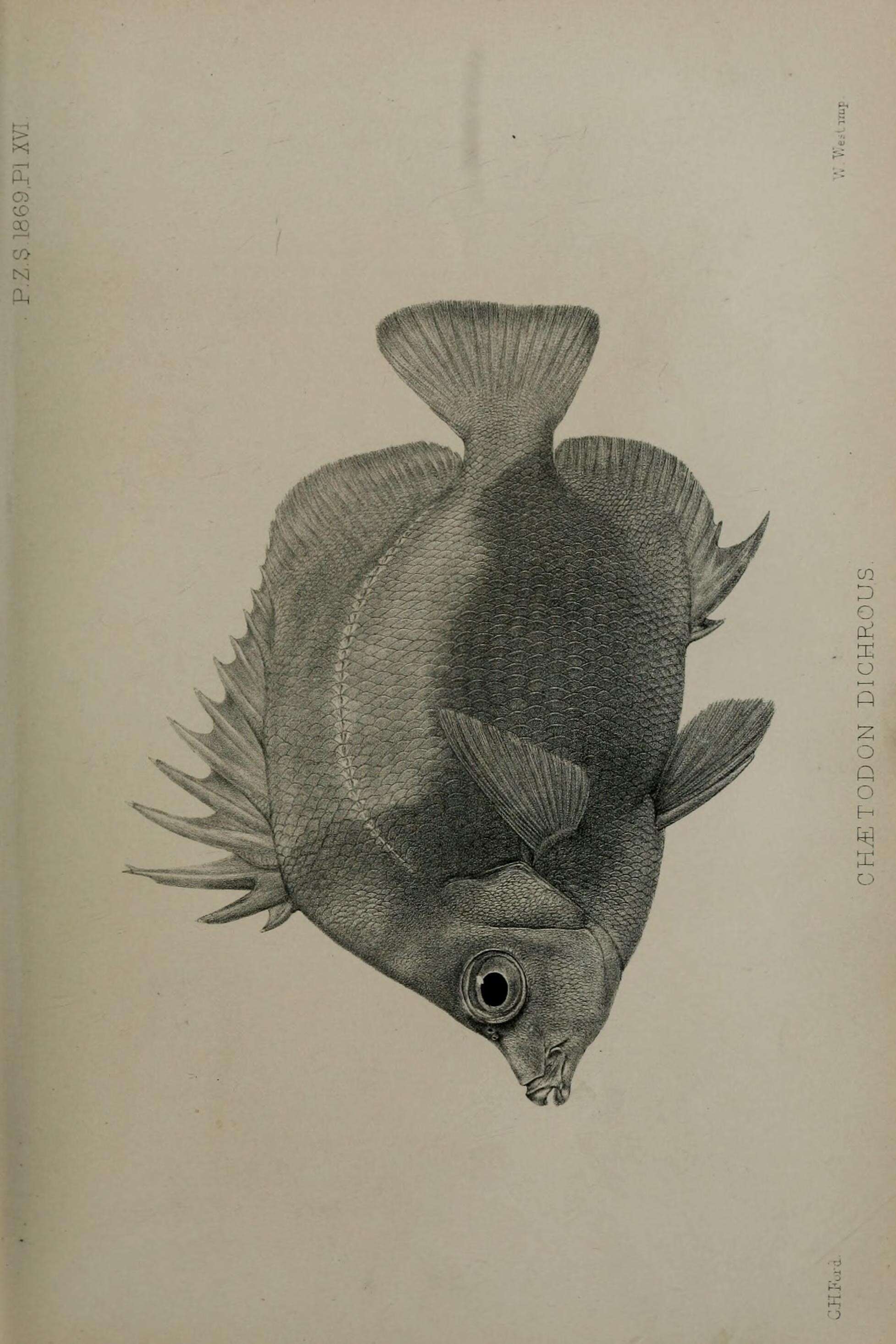 Слика од Prognathodes dichrous (Günther 1869)