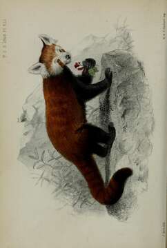 Image of Red panda