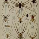 Image of Clubiona dubia O. Pickard-Cambridge 1870