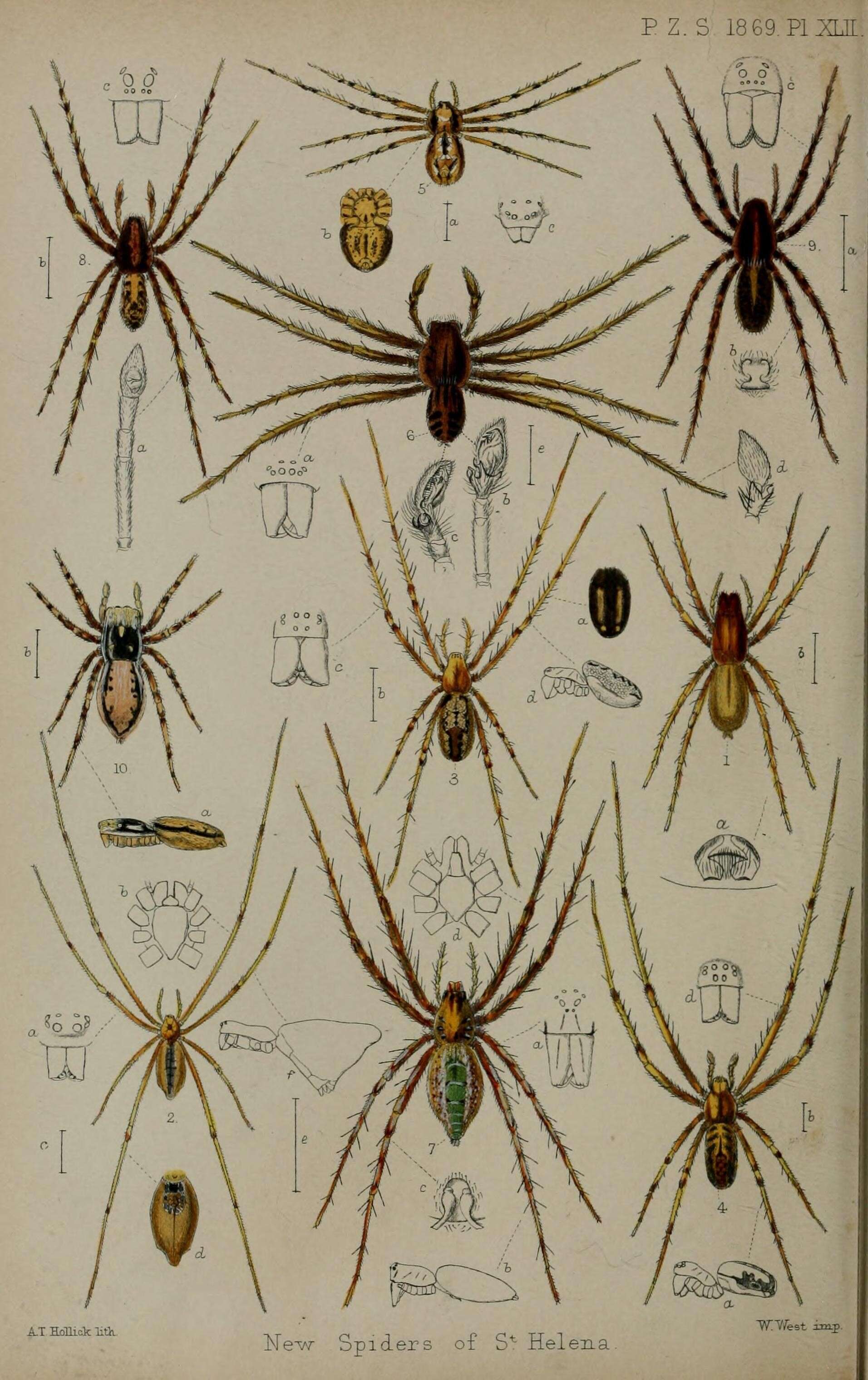 Sivun Clubiona dubia O. Pickard-Cambridge 1870 kuva