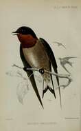 Image of Angola Swallow