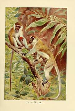 Image of Green Monkey