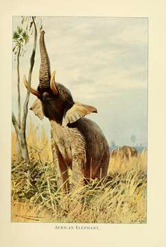 Image of African bush elephant