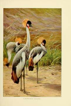 Image of Grey Crowned Crane