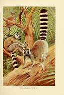 Lemur Linnaeus 1758 resmi