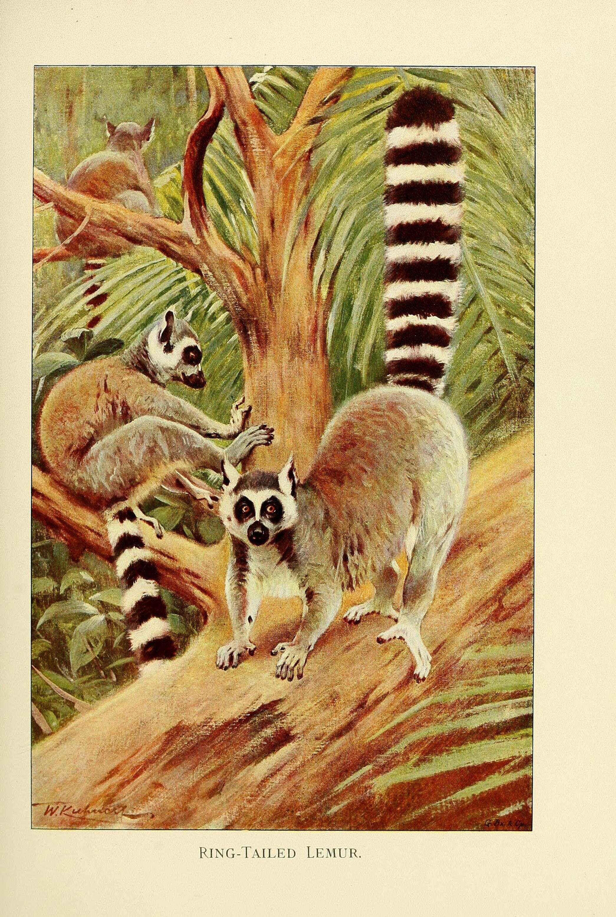 Lemur Linnaeus 1758 resmi