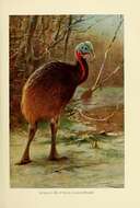 Image of Northern Cassowary