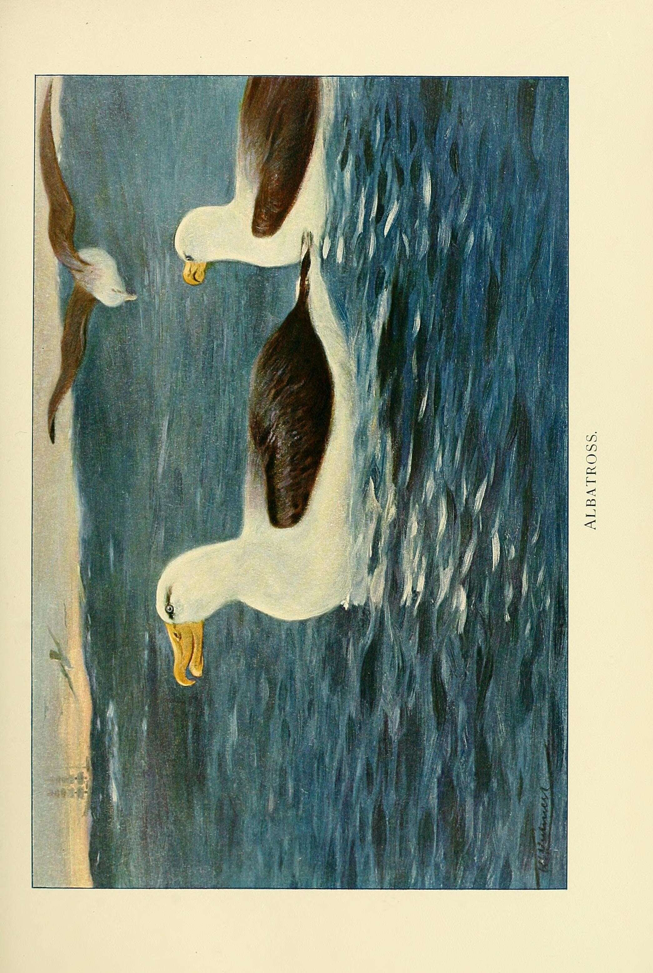 Image of Black-browed Albatross