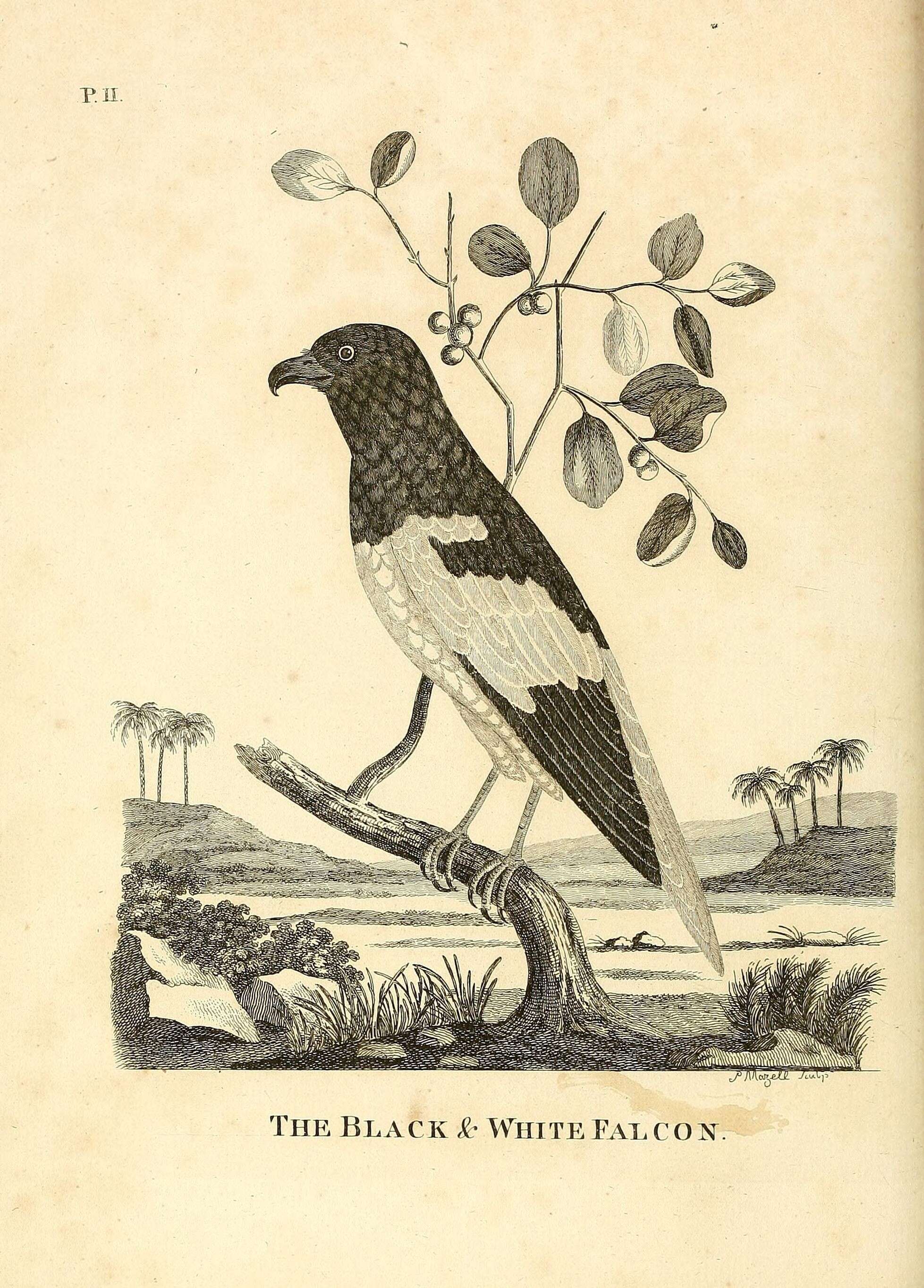 Imagem de Circus melanoleucos (Pennant 1769)