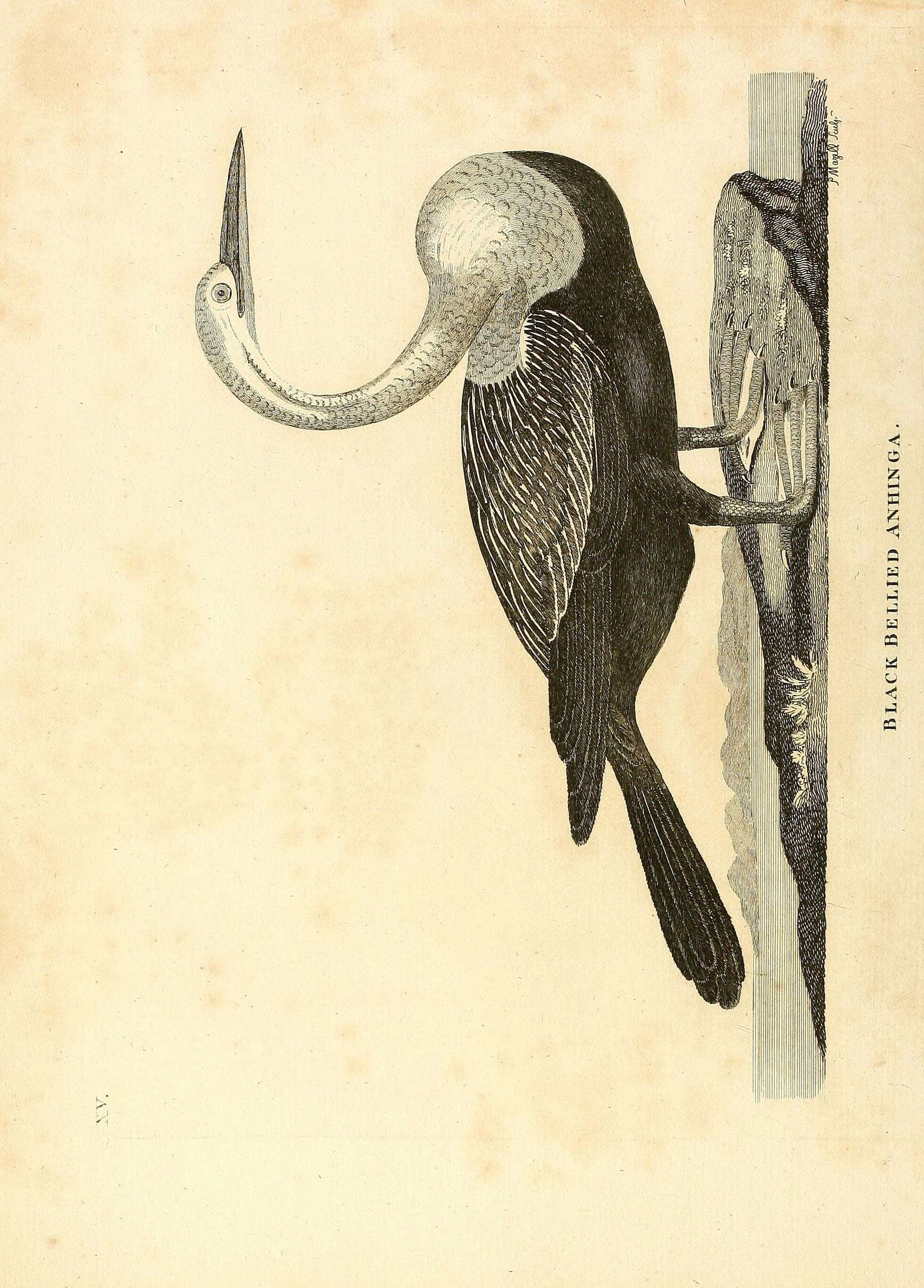 Plancia ëd Anhinga melanogaster Pennant 1769