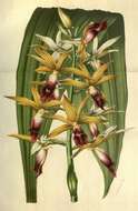 Image of Swamp orchid