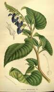 Image of Brazilian gloxinia