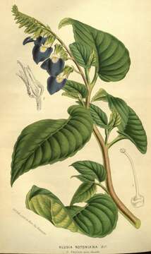 Image of Brazilian gloxinia