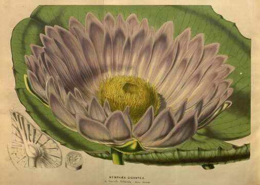 Image of Australian water-lily