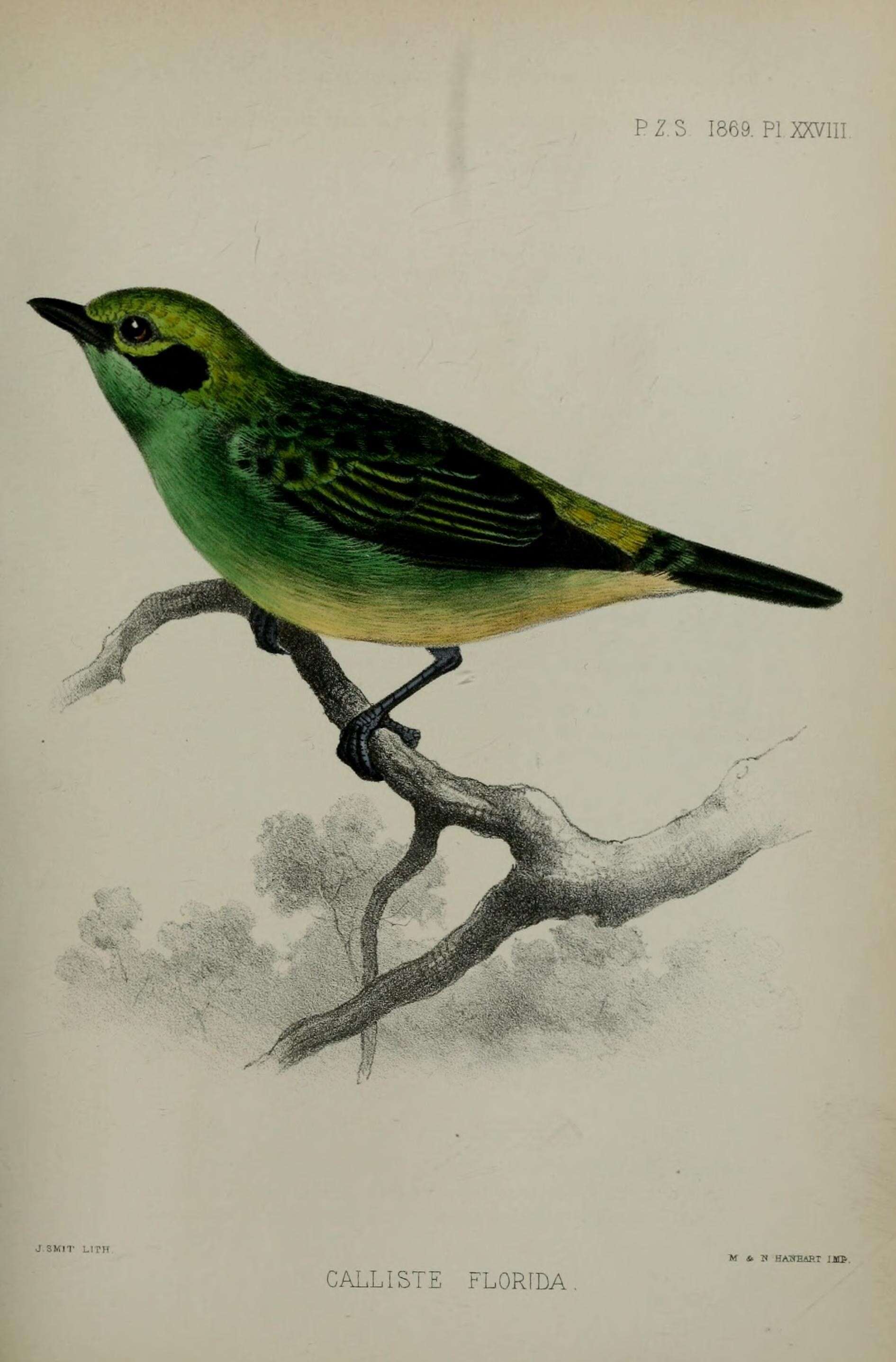 Image of Emerald Tanager