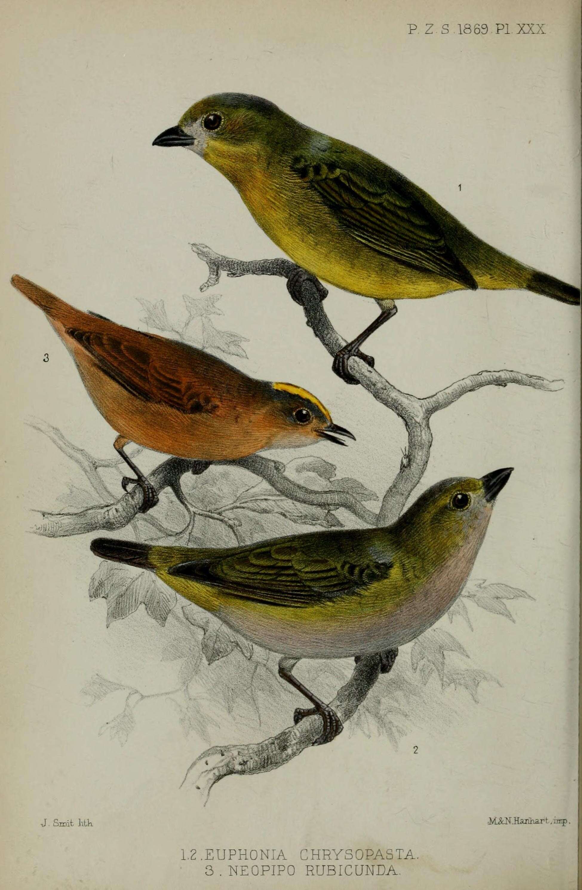 Euphonia chrysopasta Sclater, PL & Salvin 1869的圖片