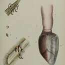 Sivun Octolasmis neptuni (MacDonald 1869) kuva