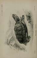 Image of Spanish pond turtle