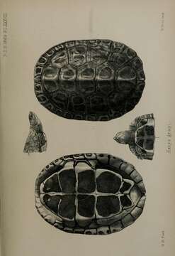 Image of Caspian turtle