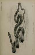 Image of Psammophis leithii Günther 1869