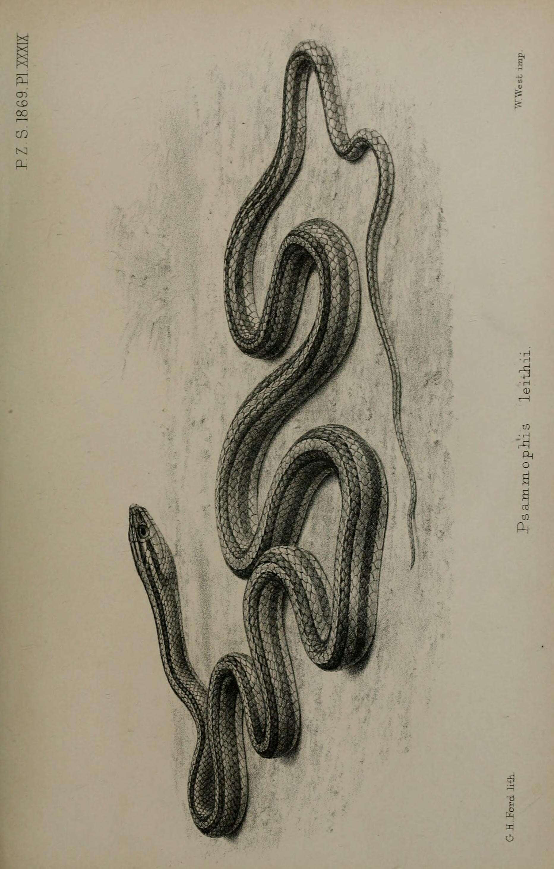 Image de Psammophis leithii Günther 1869