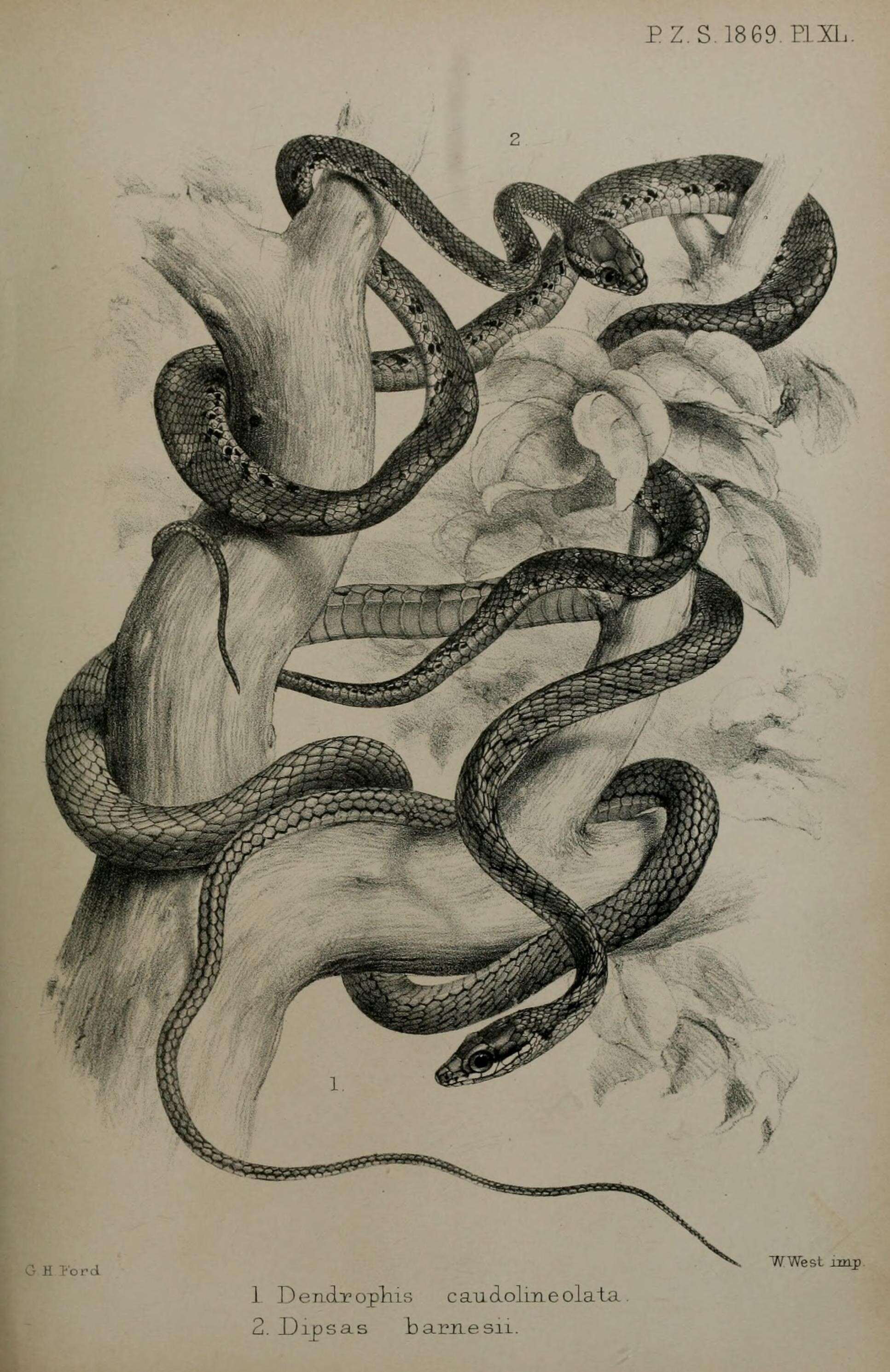Image of Barnes's cat snake