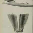 Sivun Physalus kuva