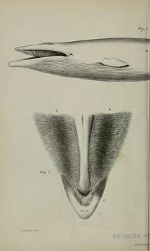 Sivun Physalus kuva