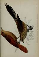 صورة Cranioleuca curtata (Sclater & PL 1870)